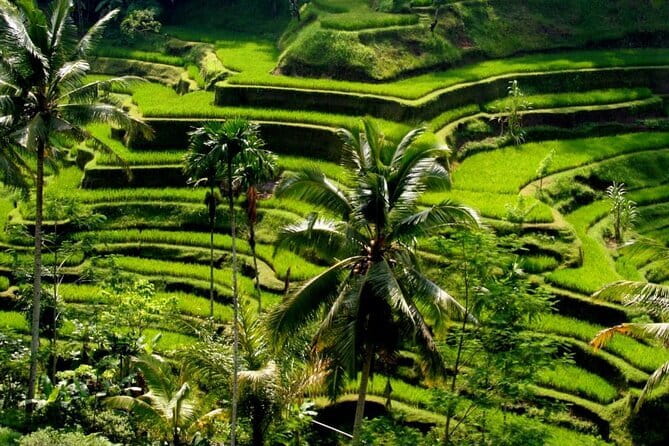 2 Days Mount Batur Sunrise Trekking With Private Ubud Day Tour - Transfers from south Bali and the 1:30 a.m. start