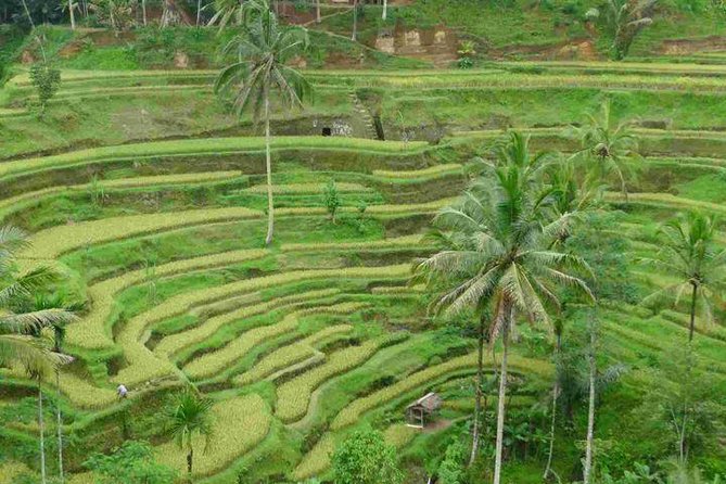 3 Days Sightseeing to the Famous Place in Bali - Who Should Book This Bali Tour?