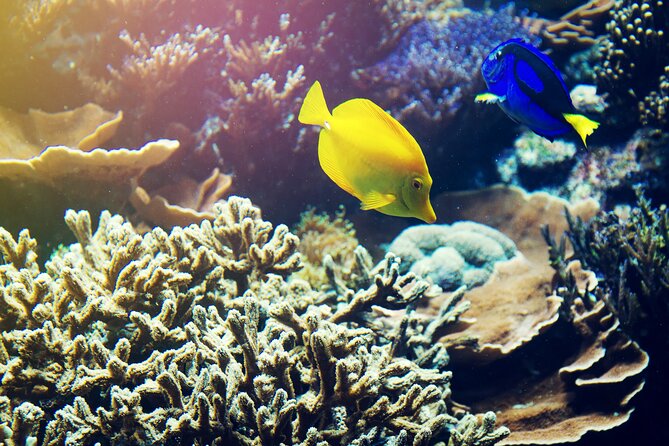 All Inclusive Bali Blue Lagoon Snorkeling with Lunch and Transport - Practical concerns about timing and holidays
