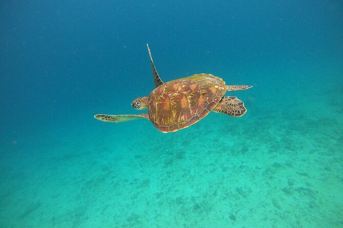 All Inclusive Snorkeling at Blue Lagoon with Lunch - Why the private transfer is useful