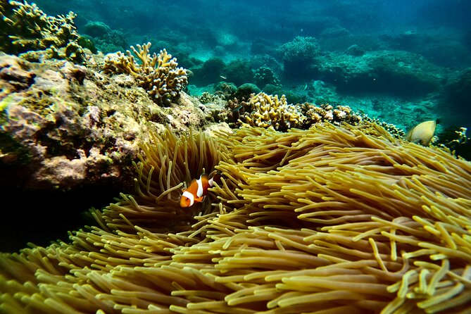 All Inclusive Snorkeling at Blue Lagoon with Lunch - What to expect at Blue Lagoon