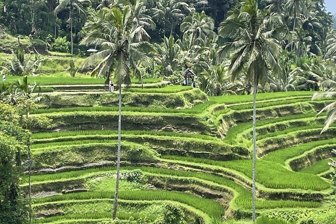 All Inclusive Ubud Cultural and Natural Highlights Tour - Why a private Ubud day works from Seminyak
