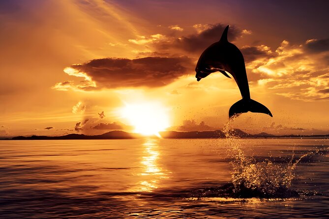 Amazing Bali Dolphin Watching Trip Experience - Why this Bali day trip begins before dawn