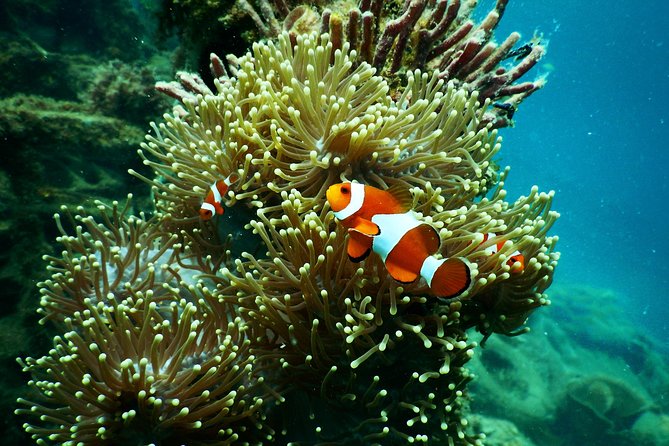 Amazing Blue Lagoon Snorkeling with Private Hotel Transfer - The drivers can shape the day