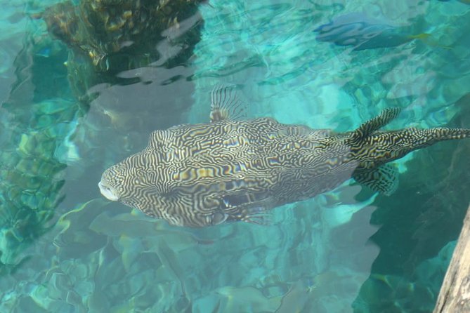 Amazing Blue Lagoon Snorkeling with Private Hotel Transfer - Adding the Gates of Heaven