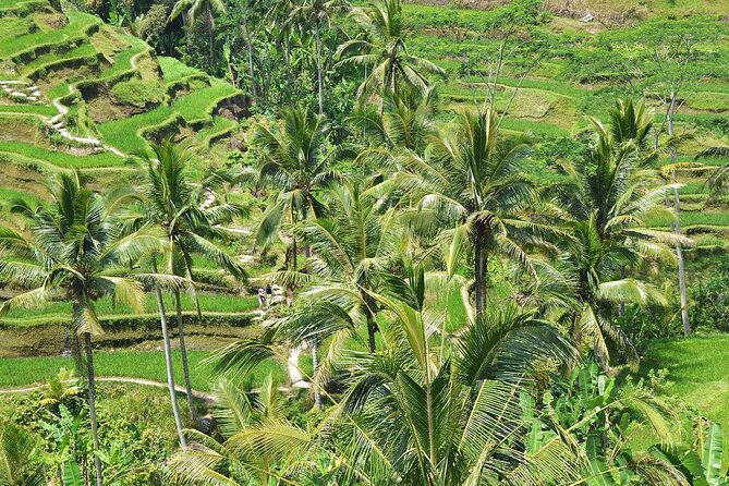 Bali Airport Arrival Transfer and Private Car Charter Combo - Should you book the airport transfer and charter?