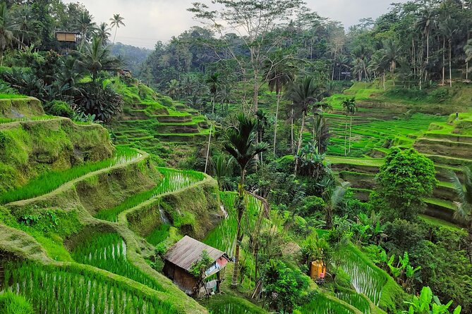 Bali Airport Pickup Transfer to Ubud Area (Private) - A private car, not a shared airport shuttle