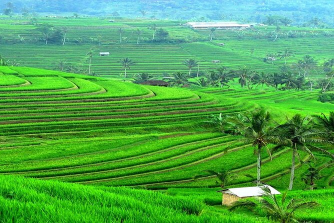 Bali: Bedugul Lake Temple, Banyumala Waterfall, UNESCO Rice Field - Who should book this Bali day trip