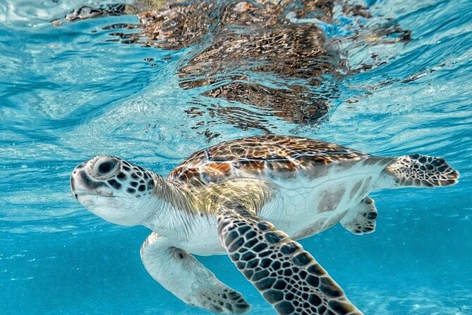 Bali Blue Lagoon Snorkeling with Optional Tour & Activities - Group size, guide support, and the family factor