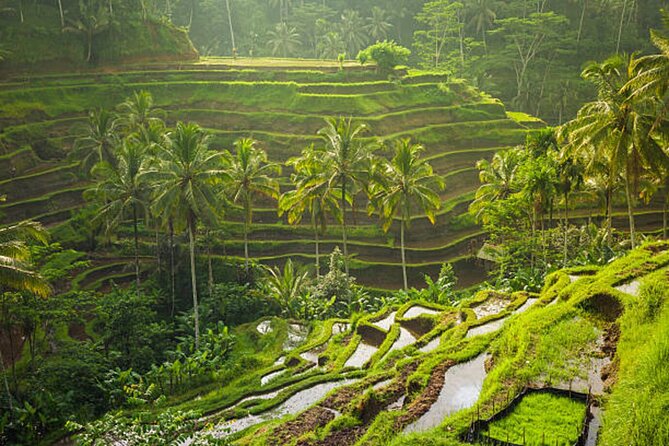 Bali Customized Private Tour - What the Driver Adds to the Day