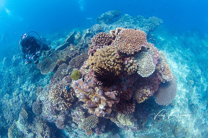 Bali Diving Day Trip-Manta Point/Tulamben Shipwreck-Fun Dive - Two shore sessions beside the World War II wreck
