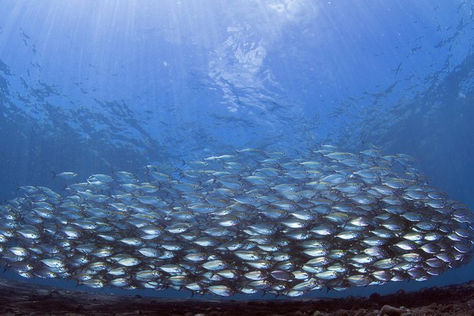 Bali Diving Day Trip-Manta Point/Tulamben Shipwreck-Fun Dive - Booking, cancellations, and useful extras