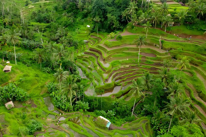 Bali Full Day-Tour: Ubud Sightseeing Trip - Finishing at Tegenungan Waterfall