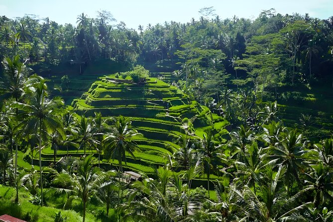 Bali Half Day-Tour: Ubud Night Trip Packages - Sacred Monkey Forest Sanctuary in Ubud