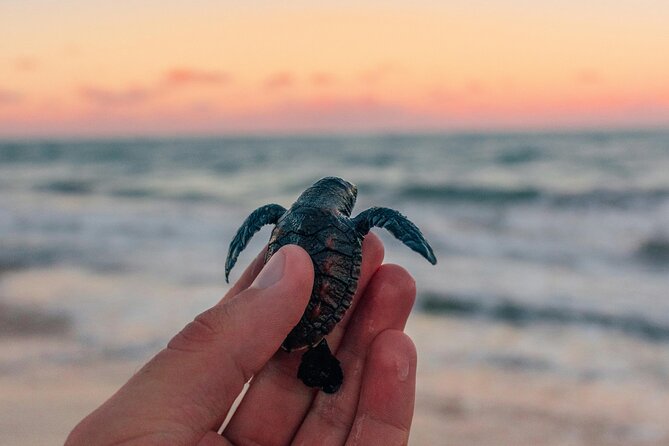 Bali Horse Riding and Turtle Release at Saba Beach - Key points to know before booking