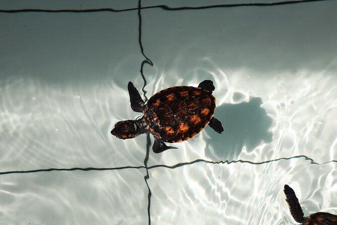 Bali Horse Riding and Turtle Release at Saba Beach - A relaxed lunch at Bebek Uma Menuh