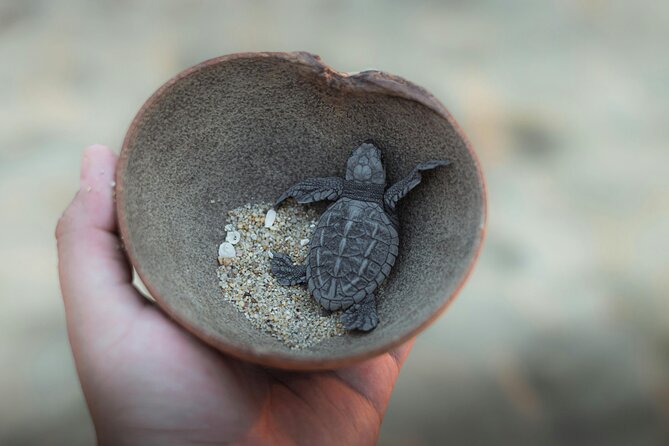 Bali Horse Riding and Turtle Release at Saba Beach - Cooling off at Tegenungan Waterfall
