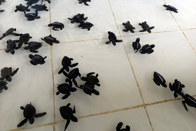 Bali Horse Riding and Turtle Release at Saba Beach - What the private format changes