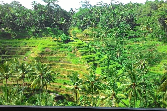 Bali in 1-Day : Rice Terrace, Volcano, Tanah lot - All Inclusive - One ambitious day from Seminyak