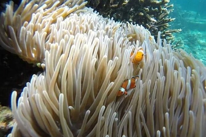 Bali Snorkeling Blue Lagoon with lunch &Optional waterfall Visit - Choose your afternoon waterfall carefully