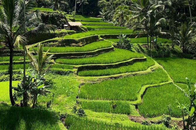 Bali Swing, Monkey Forest and Waterfall Private Tour - Tegalalang Rice Terrace and Bali’s working fields