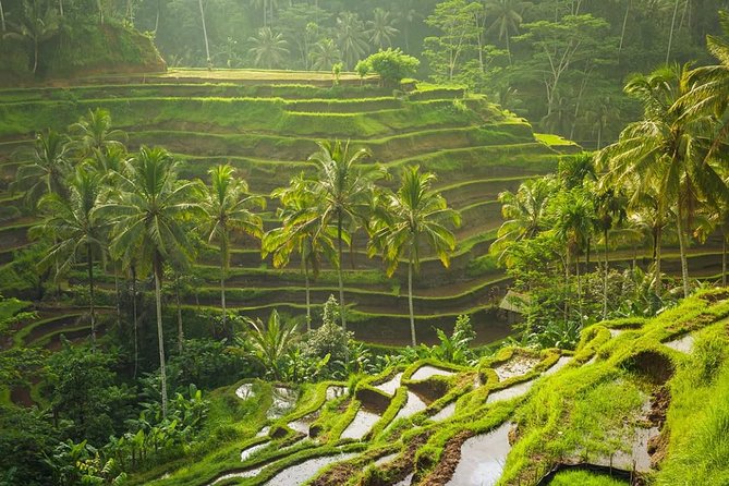 Bali Tribal Private Tour - Experience the best of Ubud, Bali - Monkey Forest: macaques and temple grounds