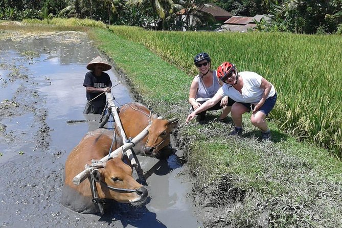 Bike ride in the rice fields, Bali countryside - A school visit that depends on the calendar