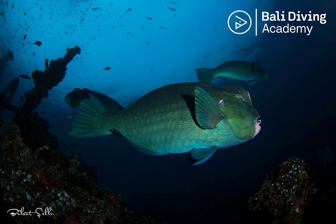 Day Trip Snorkeling in Tulamben - Explore Liberty Wreck (pick up in South Bali) - Key points to know before booking