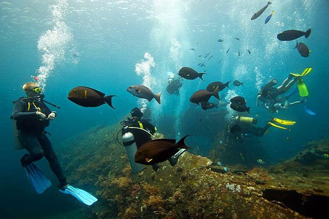 Dive at Tulamben Bali USS Liberty Ship Wreck - Coral, fish, and the chance of turtles