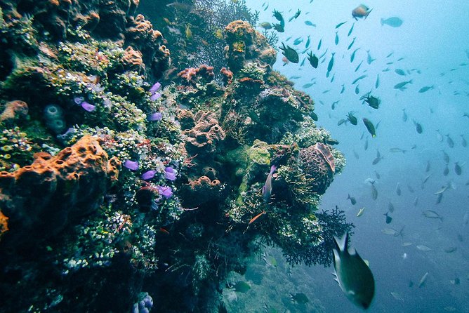Dive at Tulamben Bali USS Liberty Ship Wreck - Who will get the most from this day