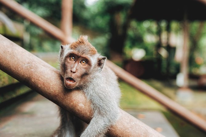 Full day Tour to Best of Ubud with jungle swing - Tirta Empul, Bali’s purification temple