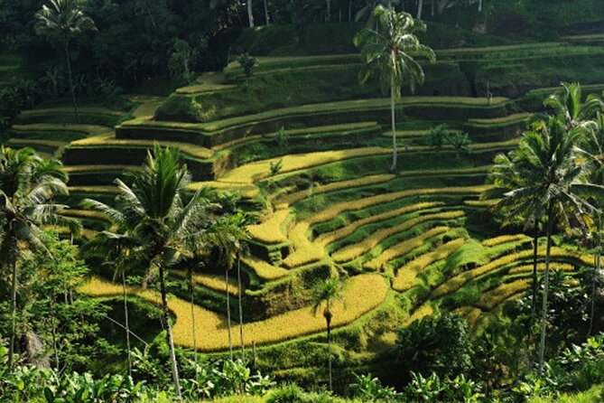 Full Day – Ubud Art Village and Mount Batur Kintamani with Lunch - One hour among macaques at Ubud Monkey Forest