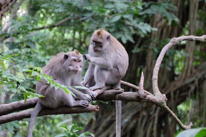 Goa Gajah / Elephant Cave Temple And Ubud Tour - All Inclusive - Tegalalang Rice Terrace, Bali’s classic countryside view