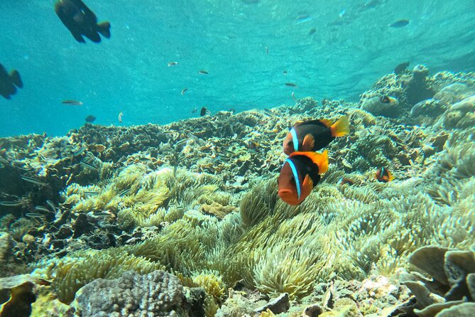 No:#1. Penida Island Tour And Snorkeling With Manta - What the snorkeling is like for beginners