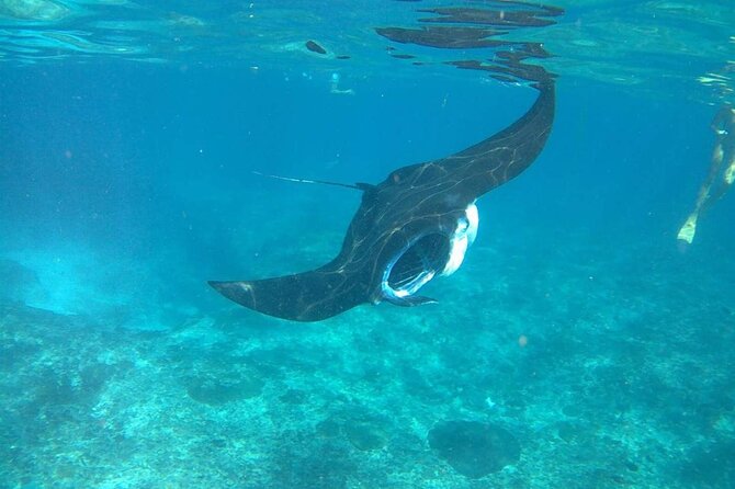 No:#1. Penida Island Tour And Snorkeling With Manta - The main drawbacks to weigh before booking