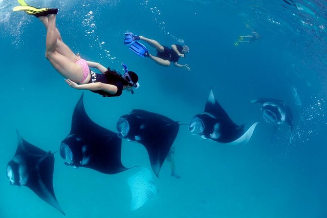 One Day Snorkeling Trip & West Tour Nusa Penida by Penidago - Key points at a glance