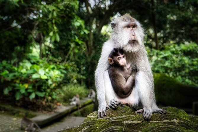 Private Day Tour In Ubud With Jungle Swing All Inclusive - Sacred Monkey Forest and Ubud’s macaques