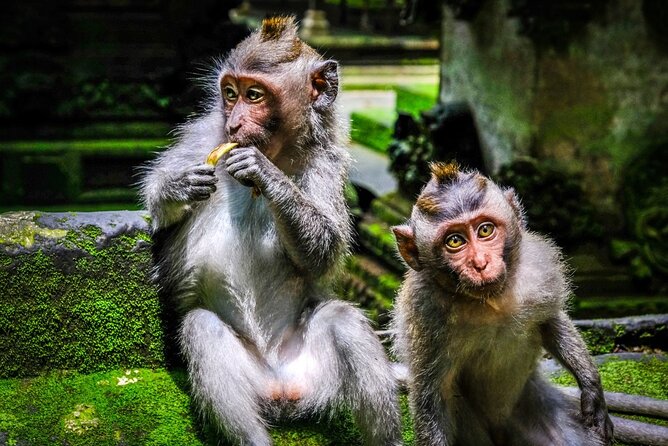 Private Full Day Tour In Ubud Bali - Ubud Art Market and Bali Pulina coffee plantation
