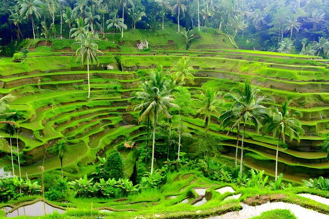 Private Half Day-Tour: Ubud Art Village Trip - Tegalalang Rice Terrace for the big view