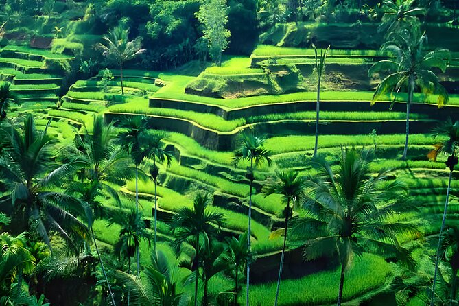 Private Half-Day Tour: Ubud Tour Packages - Guides Who Add More Than Driving
