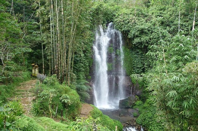 Private Munduk Waterfalls Trekking Tour - Kopi Luwak before the forest walk