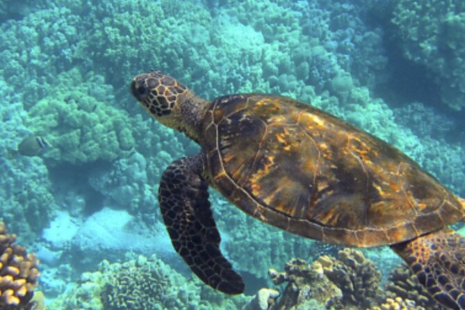 Private Snorkeling from Nusa Penida - A realistic day from Bali to Nusa Penida