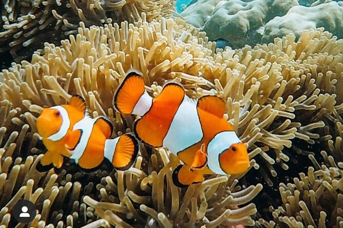 Snorkeling At Blue lagoon And Hidden waterfall - Private transport from Seminyak and the value of $54
