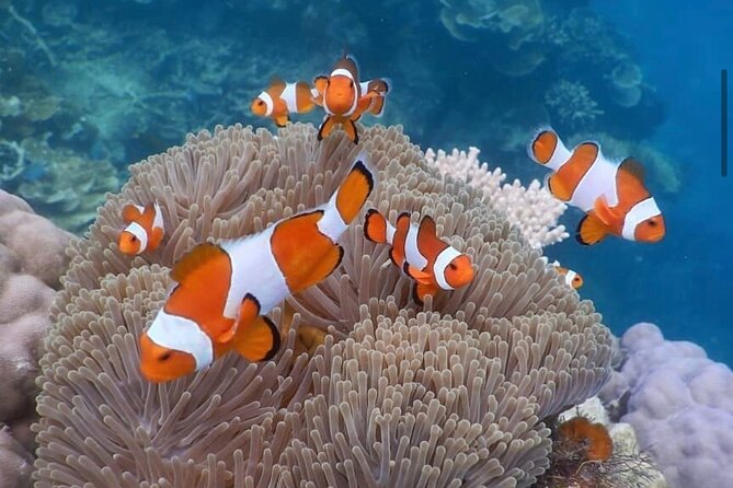 Snorkeling At Blue lagoon And Hidden waterfall - Practical details before you reserve