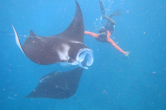 Snorkeling Day Trip To Lembongan and Penida - Key points before you book