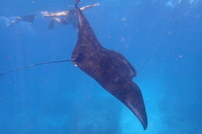 Snorkeling Day Trip To Lembongan and Penida
