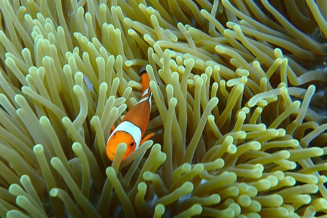 Snorkeling Day Trip To Lembongan and Penida - What $35.27 actually buys you