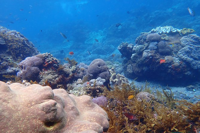 Snorkeling Day Trip To Lembongan and Penida - Who will enjoy this outing most