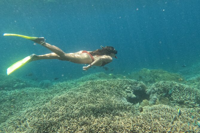Snorkeling Day Trip to Nusa Lembongan and Nusa Penida - Why the manta rays are the main attraction