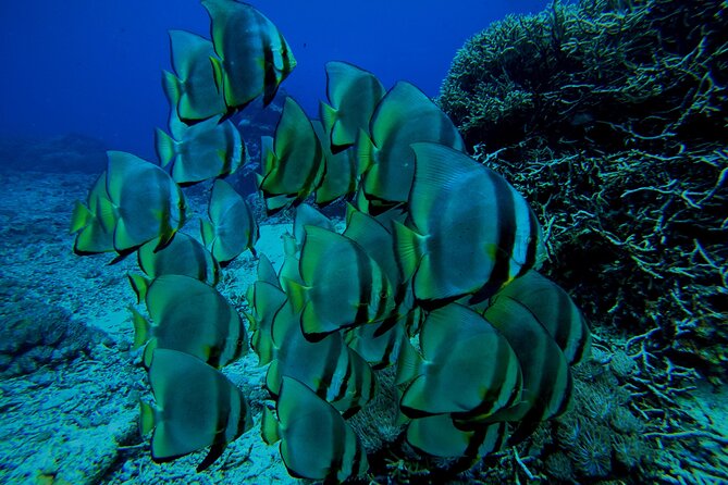 Snorkeling Day Trip to Nusa Lembongan and Nusa Penida - What the water time is like
